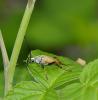 Stictoleptura rubra